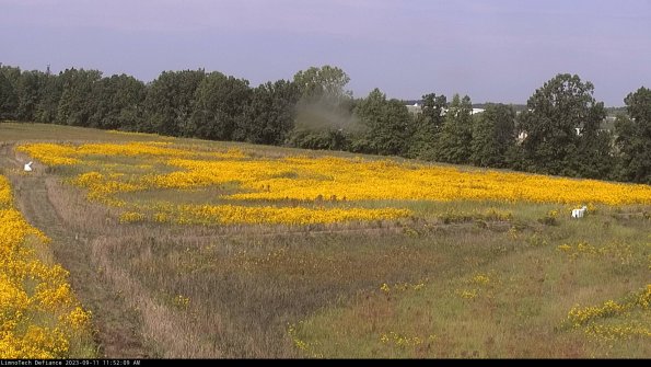 Cell 2_23-09-11_11-52-09-88