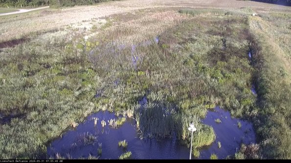 Cell 1_24-05-31_07-05-41-31