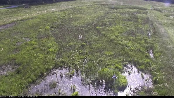 Cell 1_24-05-31_17-41-59-32