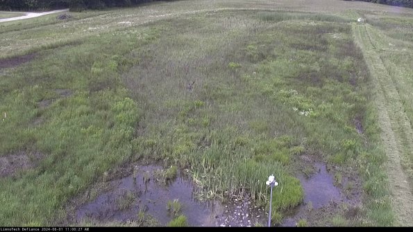 Cell 1_24-06-01_11-00-28-32