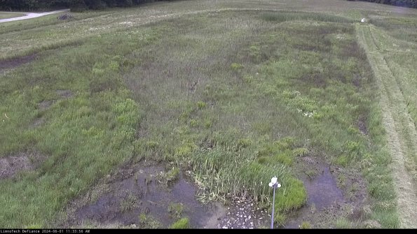 Cell 1_24-06-01_11-33-57-33