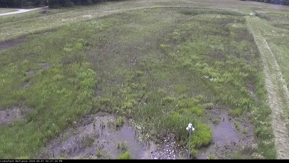 Cell 1_24-06-01_14-21-25-33