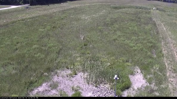 Cell 1_24-06-16_12-45-56-35