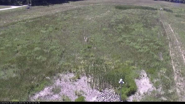 Cell 1_24-06-16_13-52-55-36